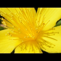 Hypericum Olympicum (fam. Guttiferes) (Asie Mineure) (03)